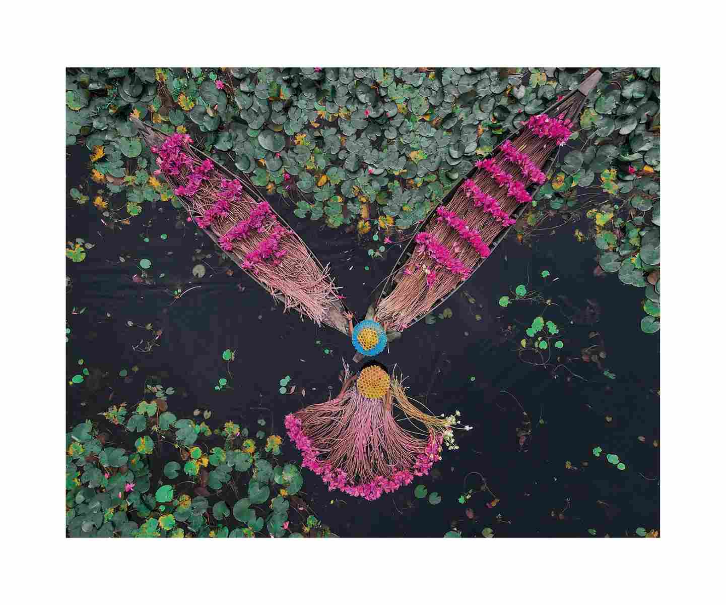 Wading Waterlilies Two