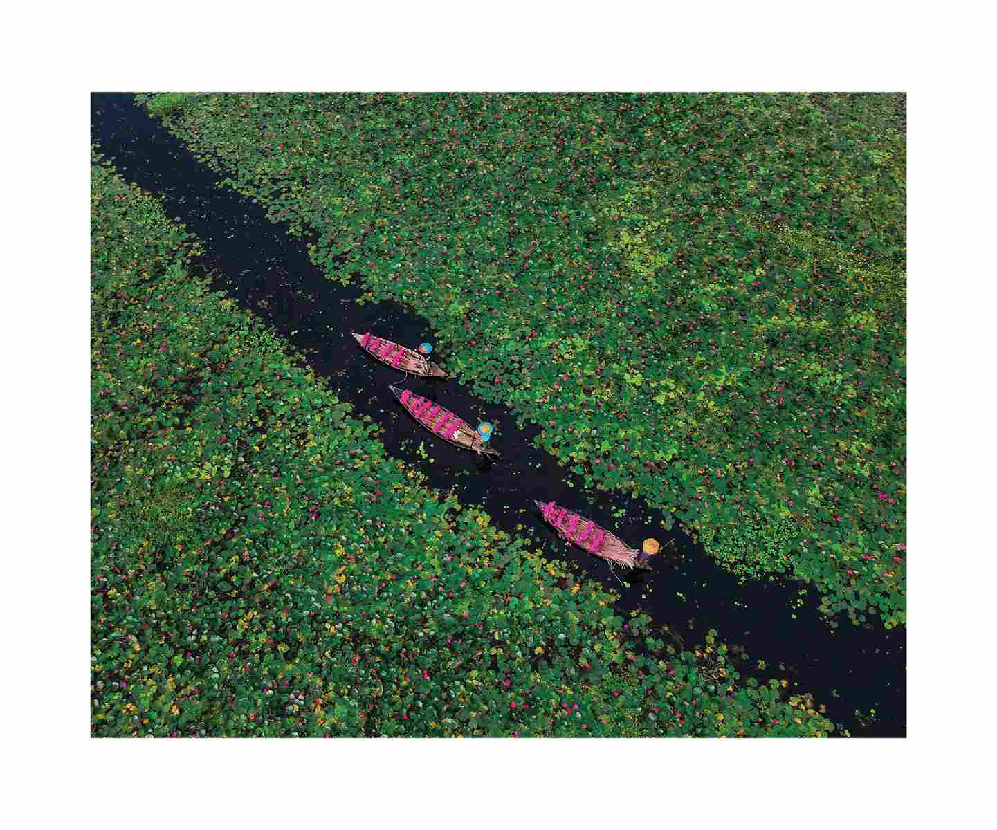 Wading Waterlilies One